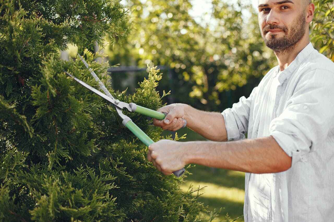 The Steps Involved in Our Tree Care Process in Vale, OR